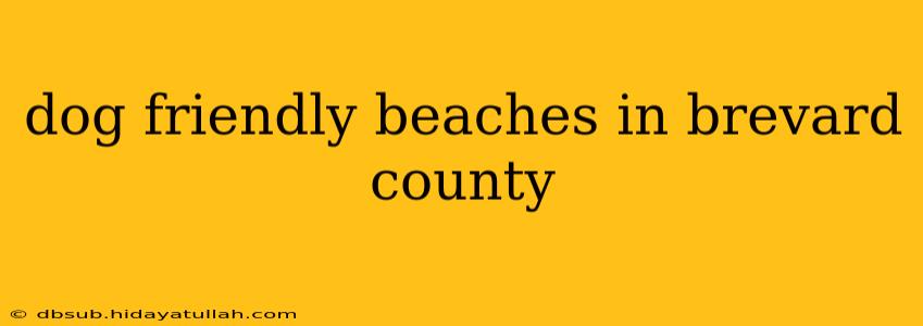 dog friendly beaches in brevard county