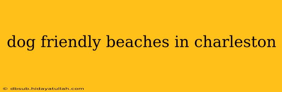 dog friendly beaches in charleston