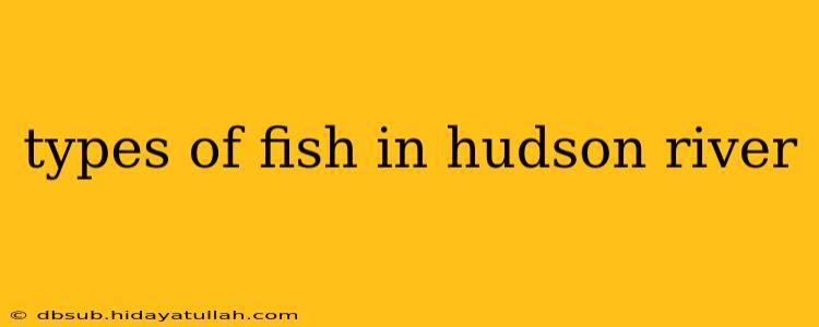 types of fish in hudson river